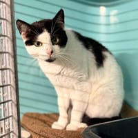 Kali CAB6276, chatte à adopter