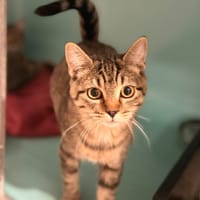 Salem CAB6099, chatte à adopter