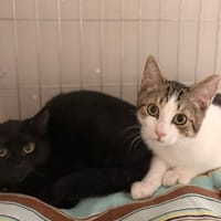 Ellis CAB6077, chat à adopter