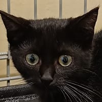 ROZELL, chatte à adopter