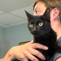 SAKURA, chatte à adopter