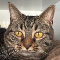 PIRA, chatte à adopter