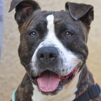 TIKAF, chien à adopter