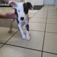 Bella, chienne à adopter