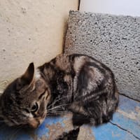 KRUSTY ( A TROUVE SA FAMILLE), chat à adopter