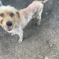 FELICIA, chienne à adopter