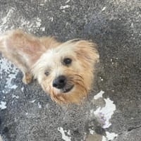 FERGUS, chien à adopter