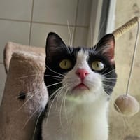 CRACOTTE, chatte à adopter