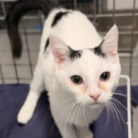 BOWIE (Résérvé), chat à adopter