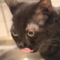 MARIAH, chatte à adopter