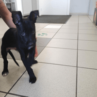 Bandit, chien à adopter