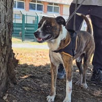 PIPETTE, chien à adopter