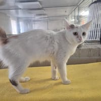 GOTHEL, chatte à adopter