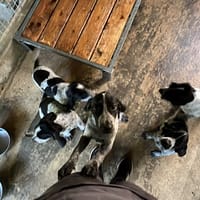 Benny, chien à adopter