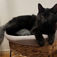BAO, chat à adopter