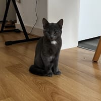 LIN, chatte à adopter
