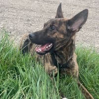 NOOPY, chien à adopter