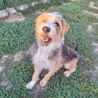 STITCH ( A TROUVE SA FAMILLE), chien à adopter