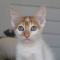 KIMY (réservée), chatte à adopter