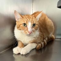 YUKO, chat à adopter