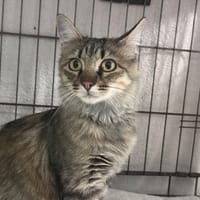 Ponyo, chatte à adopter