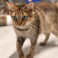 ULYA, chatte à adopter