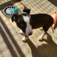 Bounty, chienne à adopter