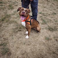 RENA (résérvée), chienne à adopter