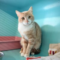 BANKOLE, chat à adopter