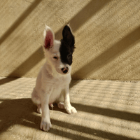 Bali, chien à adopter