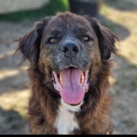 NINA, chienne à adopter