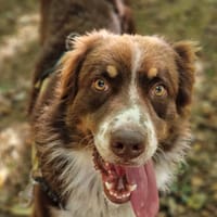THOR ( A TROUVE SA FAMILLE), chien à adopter