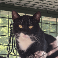 CASSIUS, chat à adopter