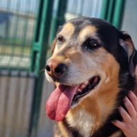 LOU, chien à adopter