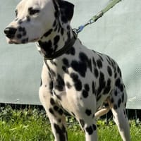 PONGO, chien à adopter