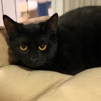 Eros CAB5824, chat à adopter
