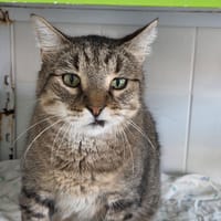 Angus, chat à adopter