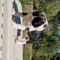 CHUN LI, chienne à adopter