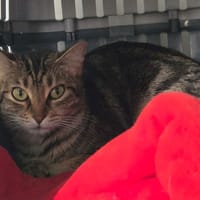 Zoé, chatte à adopter