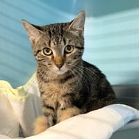 JASMINE, chatte à adopter