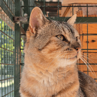 EROS, chat à adopter
