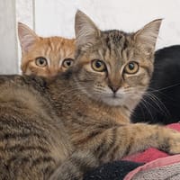 TOAD, chatte à adopter