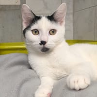 GLACIA, chatte à adopter
