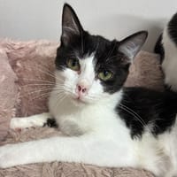bloom, chatte à adopter