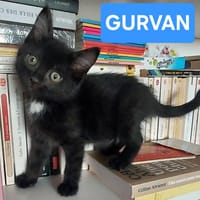 GURVAN À ADOPTER AVEC UN CHAT DÉJÀ PRÉSENT CHEZ VOUS, chat à adopter
