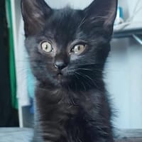 BLEIZ À ADOPTER AVEC UN CHAT DÉJÀ PRÉSENT CHEZ VOUS, chat à adopter