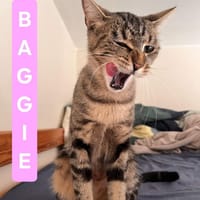 BAGGIE, chatte à adopter