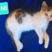 LOUNI À ADOPTER AVEC UN CHAT DÉJÀ PRÉSENT CHEZ VOUS, chat à adopter
