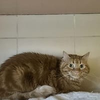 Caramel, chat à adopter
