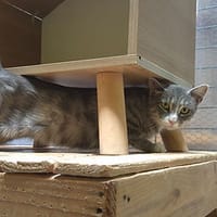 Clover, chatte à adopter